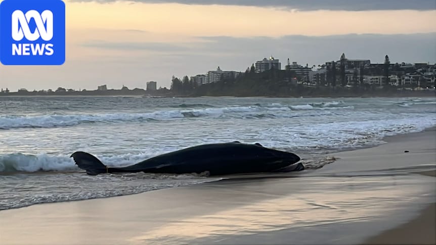 Dead humpback whale tested for bird flu after being towed off Sunshine Coast beach