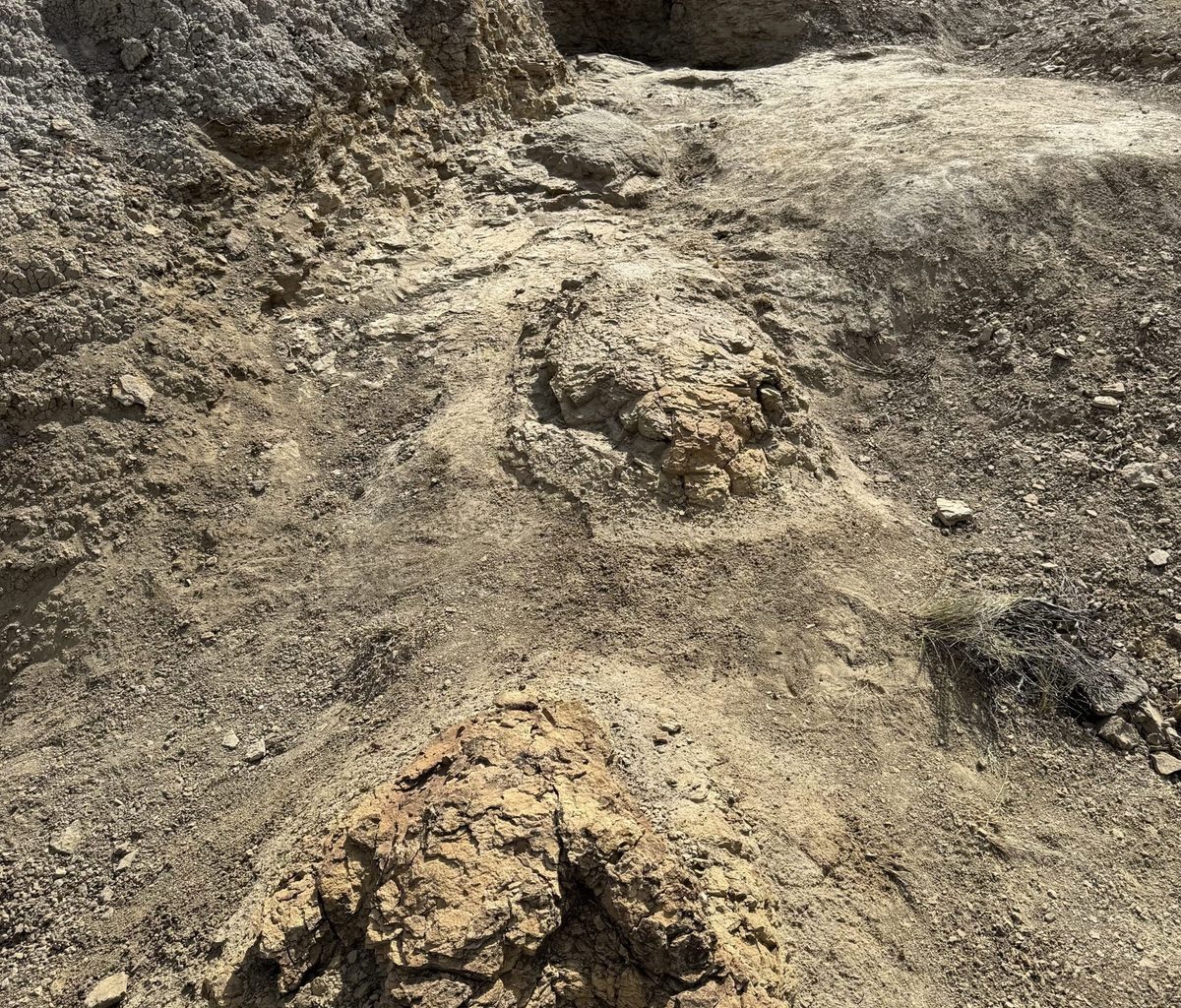 First-ever T. rex trackway found by high school teacher in North Dakota
