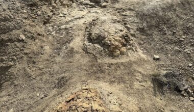 First-ever T. rex trackway found by high school teacher in North Dakota