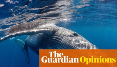 Do whales grieve? Rare footage of humpback alongside stillborn calf suggests they might | Olaf Meynecke for the Conversation