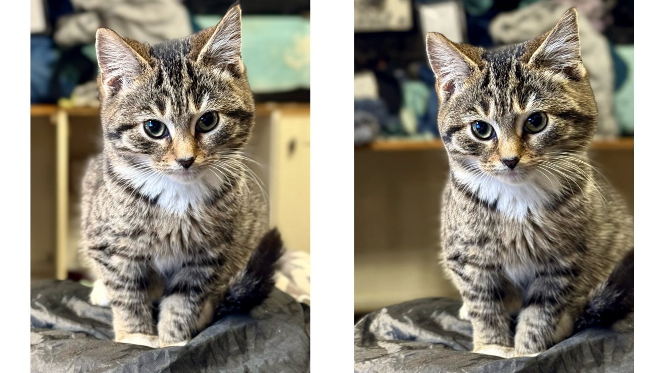 Two nearly identical photos of a small gray tabby kitten sitting indoors, facing forward with wide eyes and perked ears, surrounded by soft blankets in the blurry background