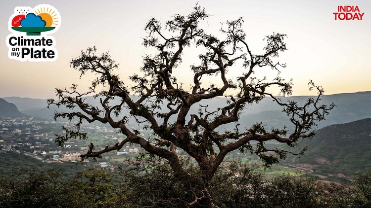 Silhouette of Gnarled Indian Frankincense or Salai Guggul Tree is seen. (Photo: Getty)