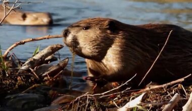 Think Wild seeks volunteers for beaver habitat | Pets, Animals and Nature
