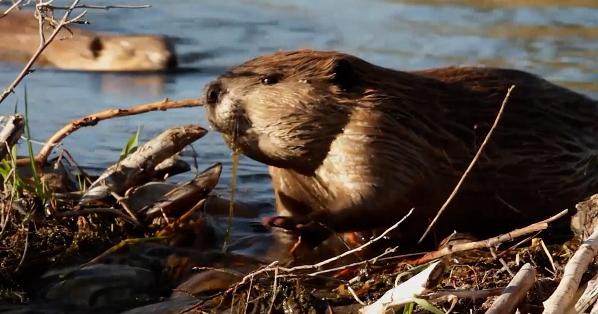 Think Wild seeks volunteers for beaver habitat | Pets, Animals and Nature