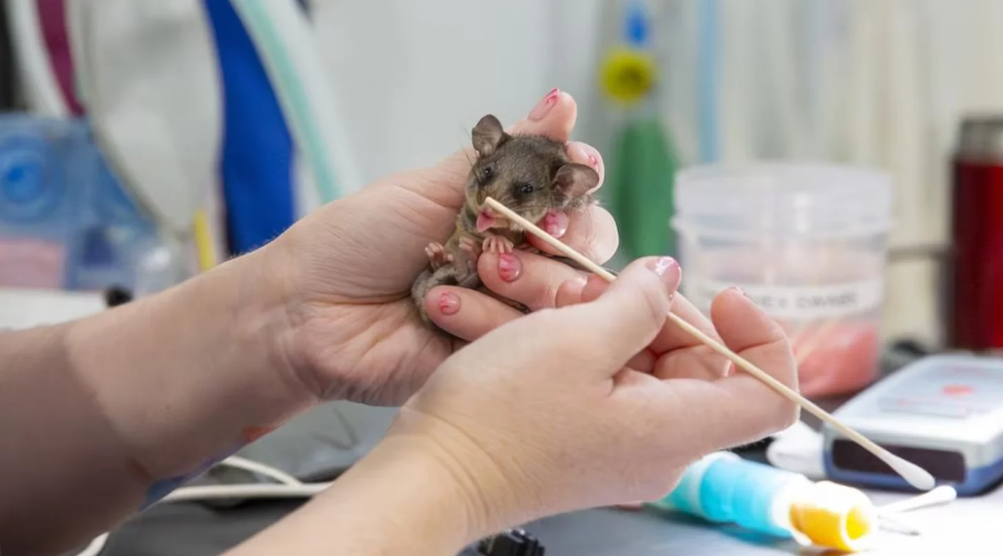 A small gray marsupial with pink ears being held in someone's hands while being examined with a wooden stick in what appears to be a laboratory or medical setting.