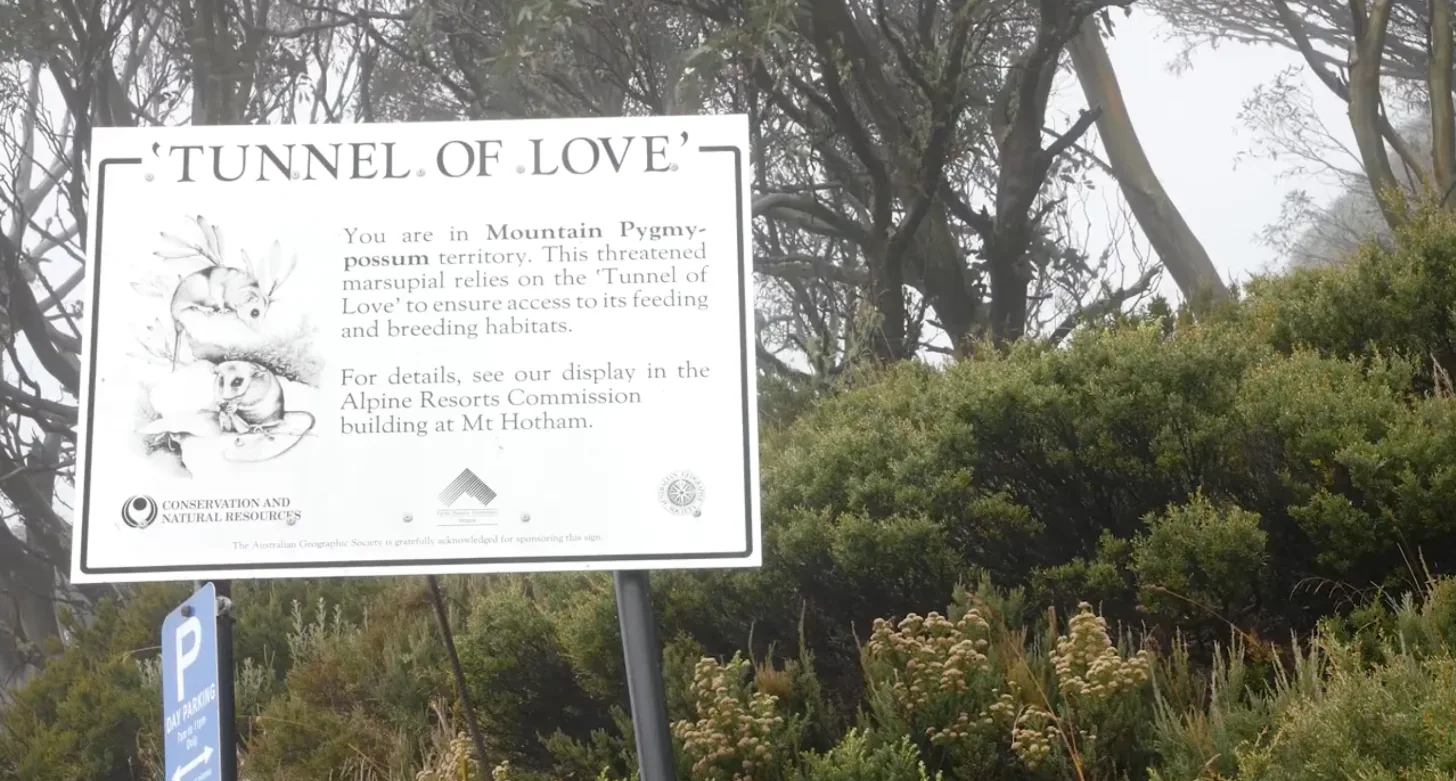 A sign along a roadside that says: "TUNNEL OF LOVE" with a drawing of mountain pygmy-possums. 