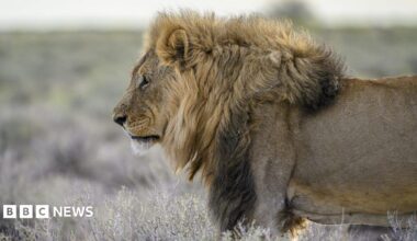 Close-up of a head and torso of an adult male lion in the wild looking off to the side
