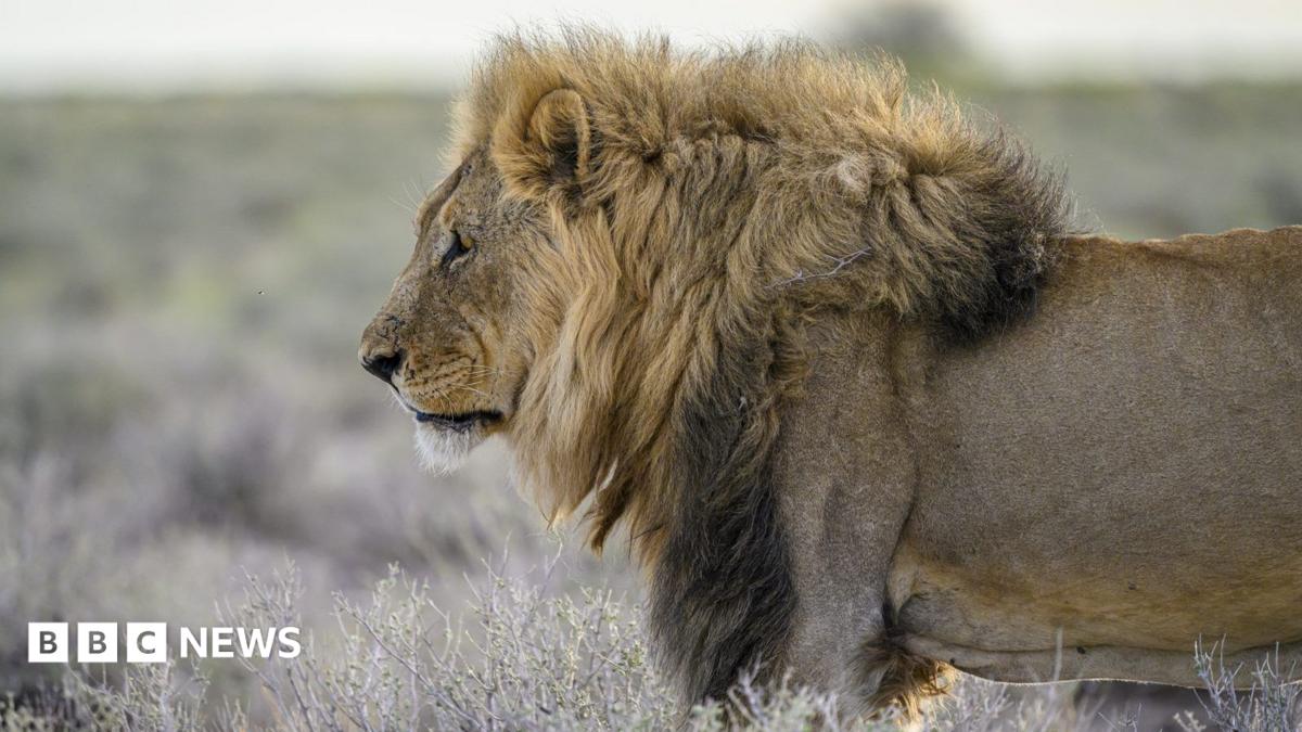 Close-up of a head and torso of an adult male lion in the wild looking off to the side