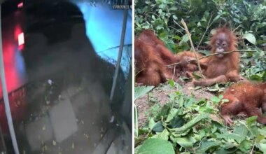 On Camera, Black Thar Seen In Area Where Orangutans Were Found