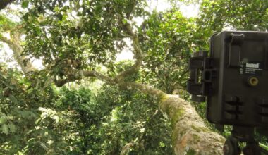 Researchers put cameras in the trees of the second largest rainforest in the world. Here’s what they found