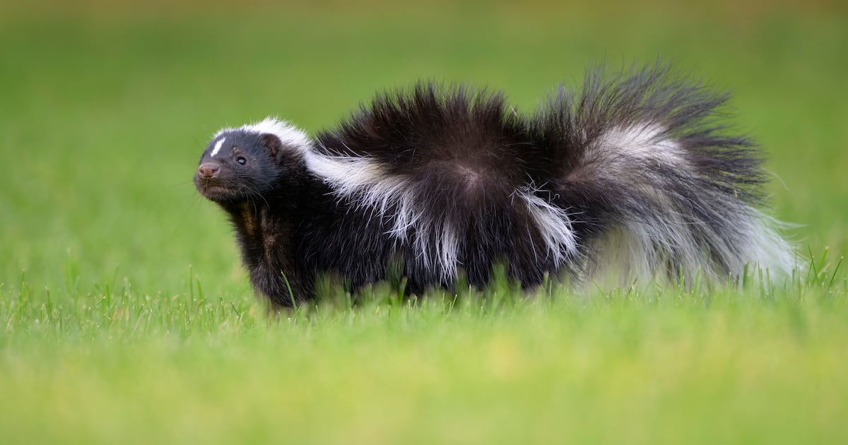 Release of non-native skunks in Co Kildare being investigated – The Irish Times