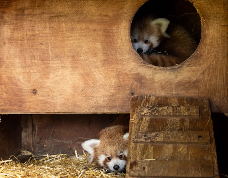 Despite their name, red pandas are closer to raccoons and coatimundis than the Giant Panda. Photograph: Michael O'Sullivan/OSM Photography




