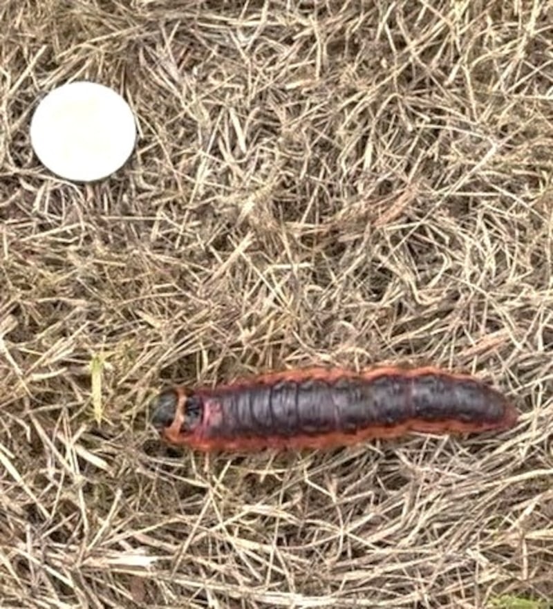 Goat moth caterpillar with €2 coin for scale. Photograph: Garret Pearse