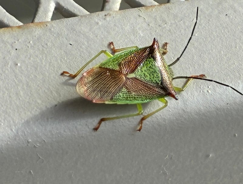 Shield bug on patio table. Photograph: Clare Kelly 