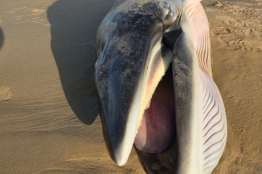 A head of a baby whale on sand with mouth open