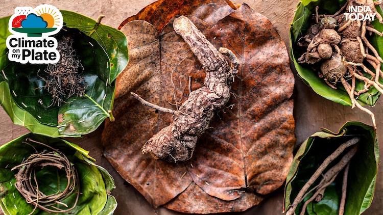 An assortment of India's medicines harvested from medicinal plants is pictured. (Photo: Getty)
