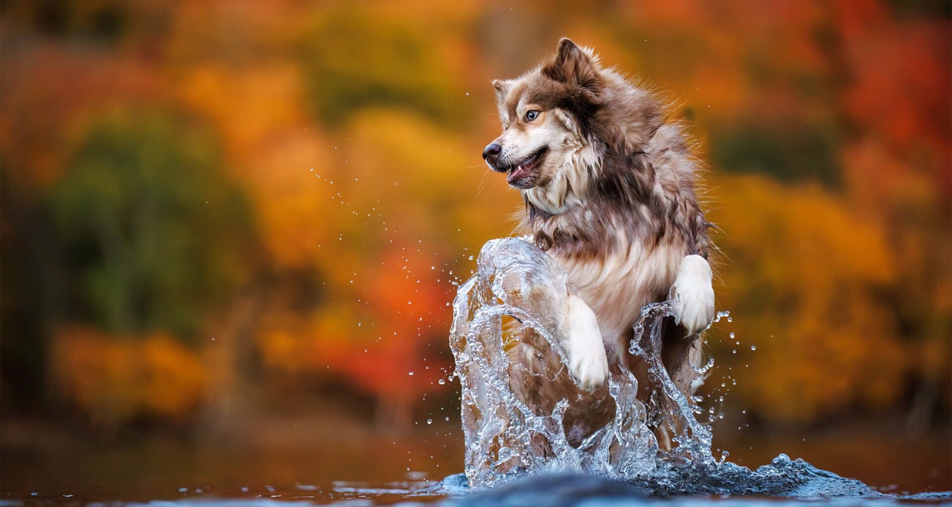 Dog.