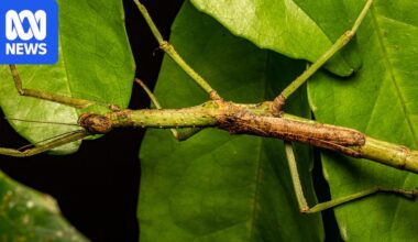Two new stick insect species uncovered in Far North Queensland