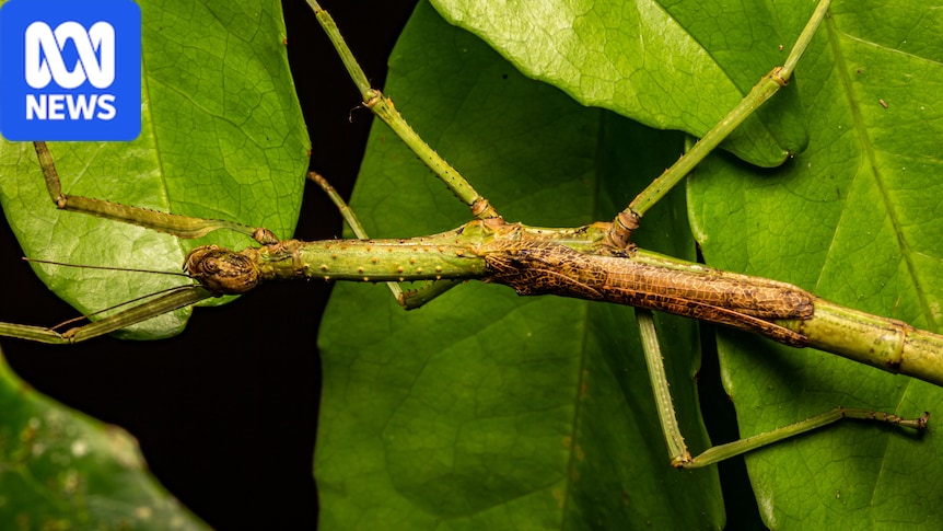 Two new stick insect species uncovered in Far North Queensland