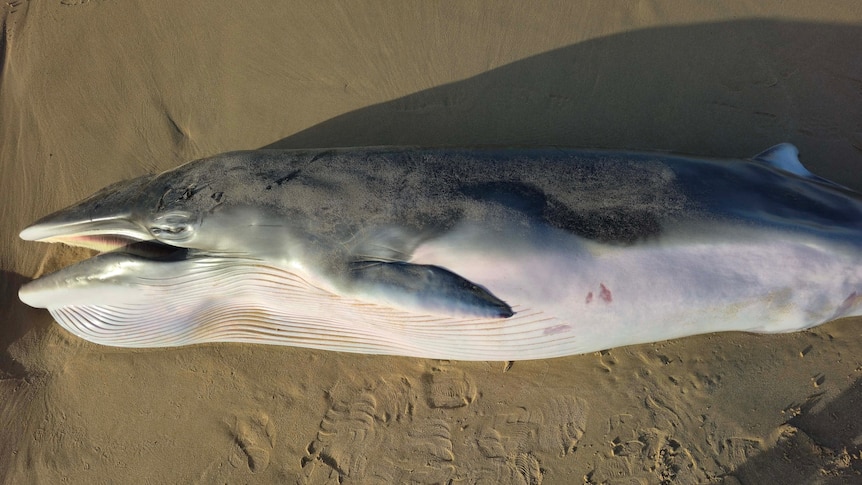 A grey long baby grey baby laying on sand