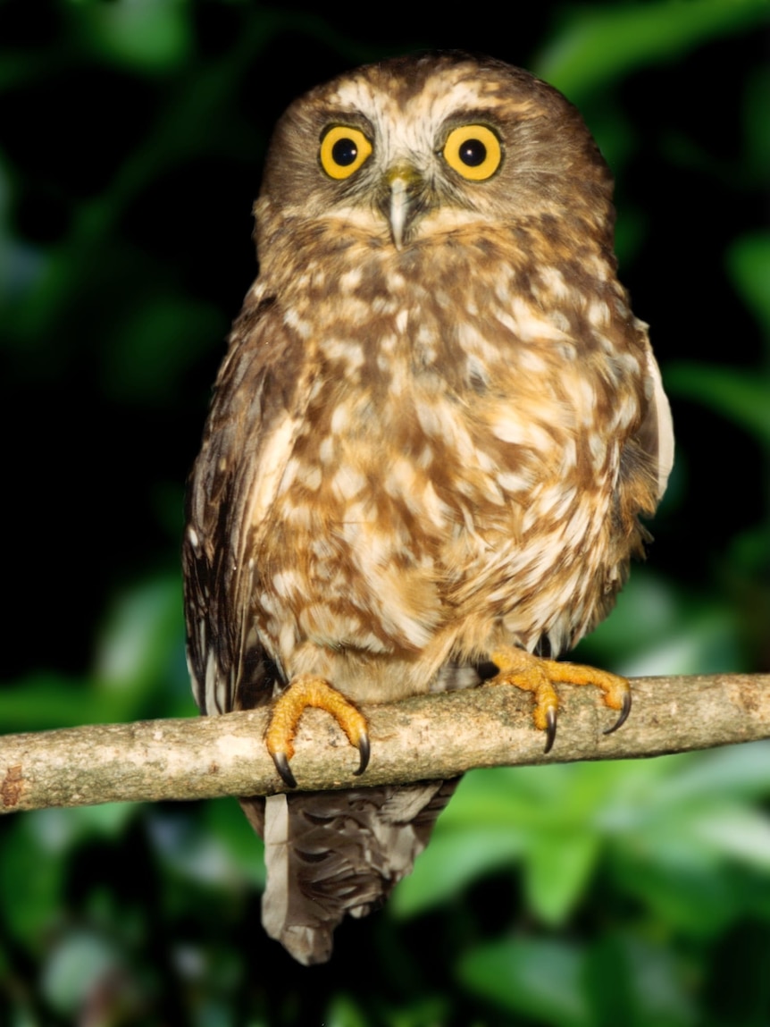 Brown owl with bright yellow eyes