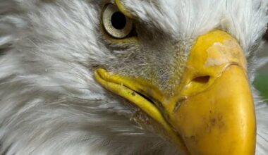 Bald eagle dies after shooting in Salem