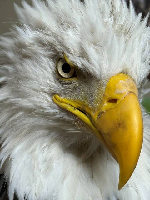 Bald eagle dies after shooting in Salem