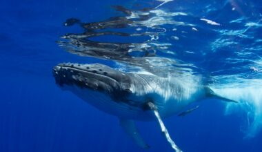 Tongan-led whale research ties traditional knowledge and science together