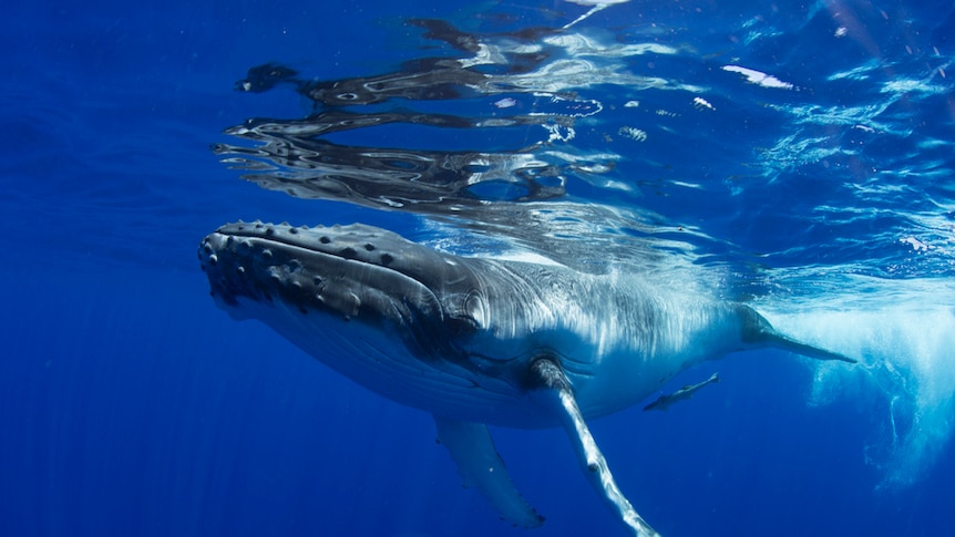 Tongan-led whale research ties traditional knowledge and science together
