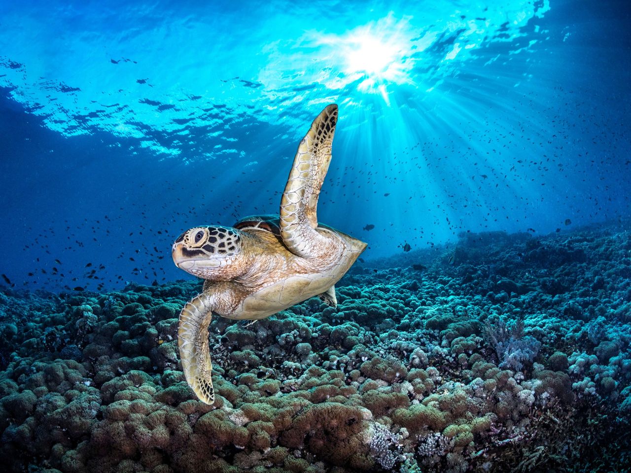 Sea turtle swimming above coral near to surface as sunlight pierces water.
