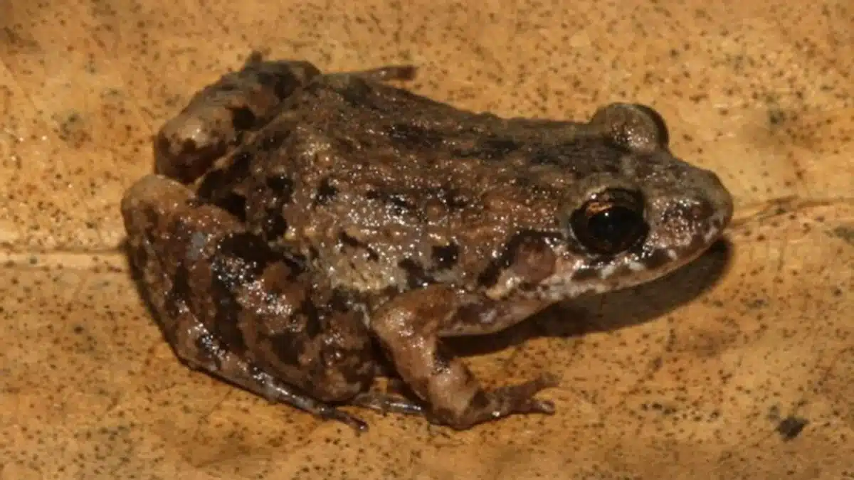 A Close Up Of Adenomera Varcena, A Frog Species Uncovered Through Dna And Acoustic Analysis.