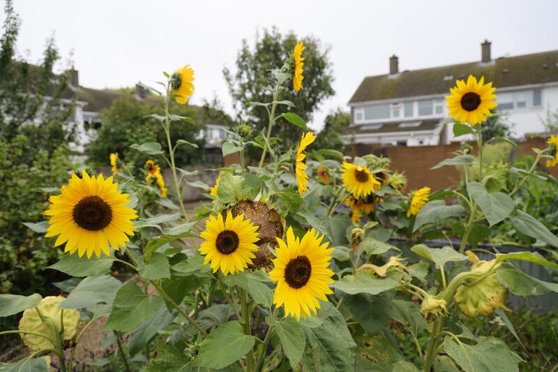 Bayside Community Orchard in north Co Dublin, shortlisted in Ireland’s Greenest Suburb. Photograph: Bryan O’Brien