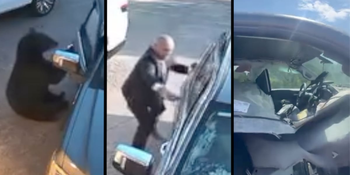 Colorado Springs man rescues bear from truck, but not the truck from the bear