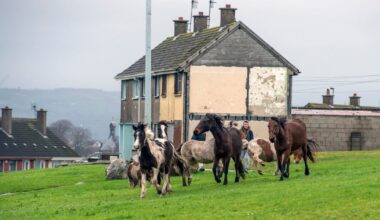 More than 300 stray horses seized in 18 months, mostly in Limerick and Dublin – The Irish Times