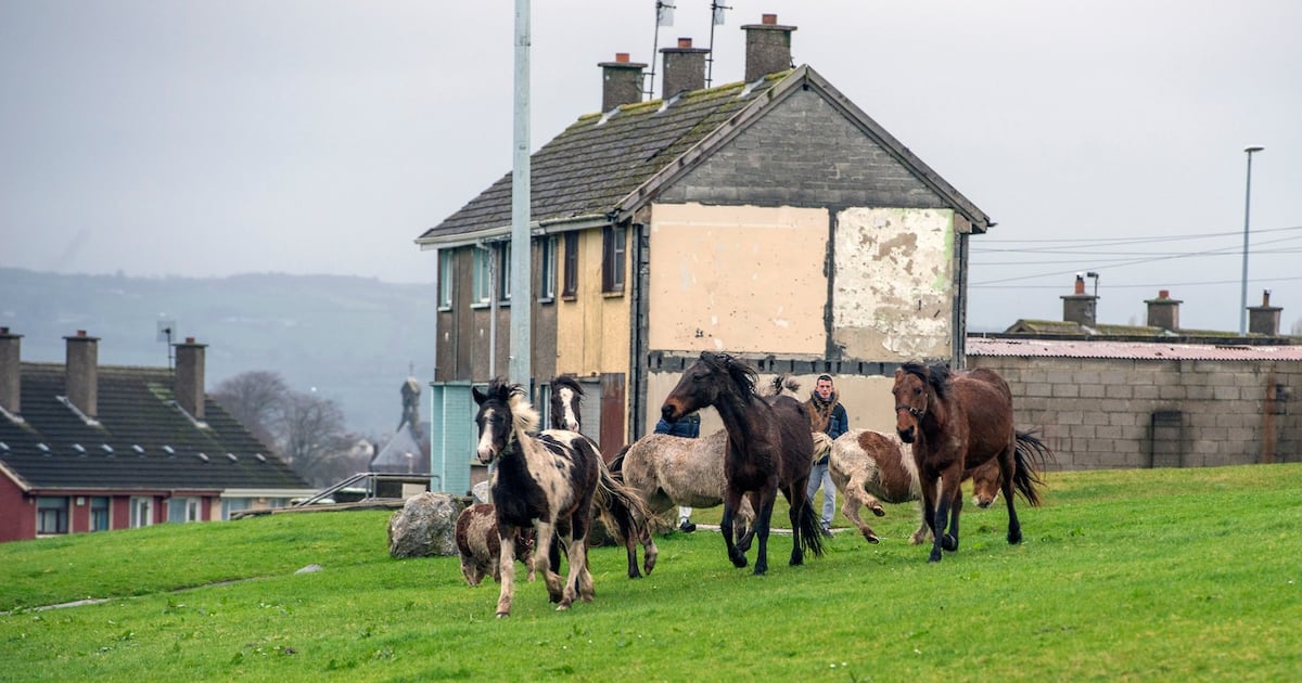 More than 300 stray horses seized in 18 months, mostly in Limerick and Dublin – The Irish Times