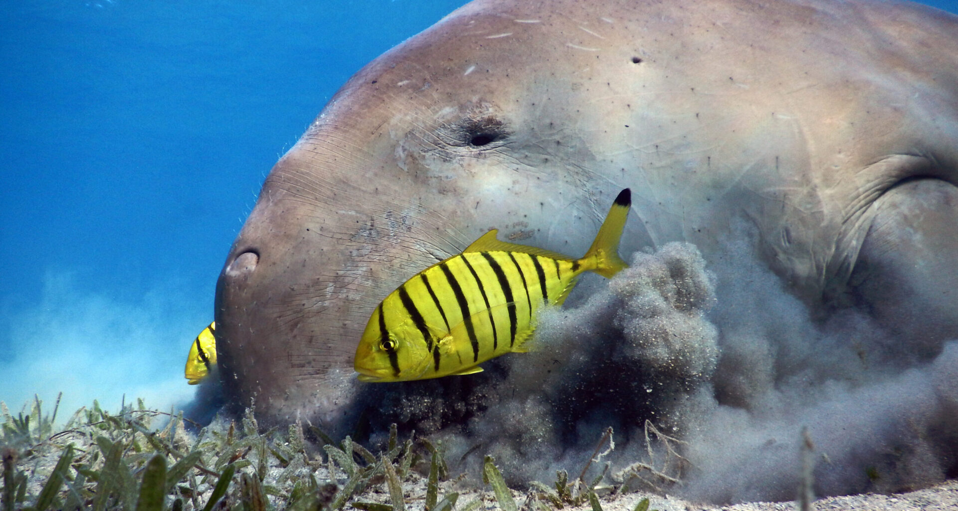 Wild animals are our climate allies, peer-reviewed study reaffirms