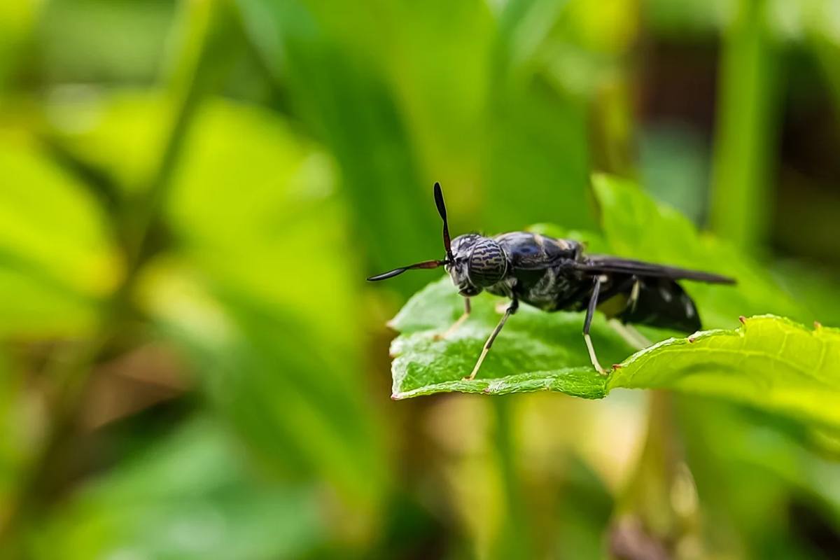 Black soldier flies: Researchers explore the great pest-control potential of this small insect