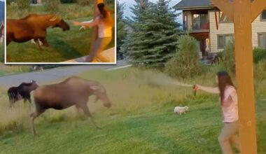 Montana woman uses bear spray to save her 3 dogs from wild moose