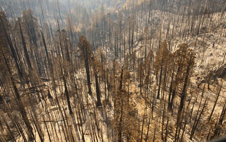 Castle Fire Aftermath 2020 Sequoia NP
