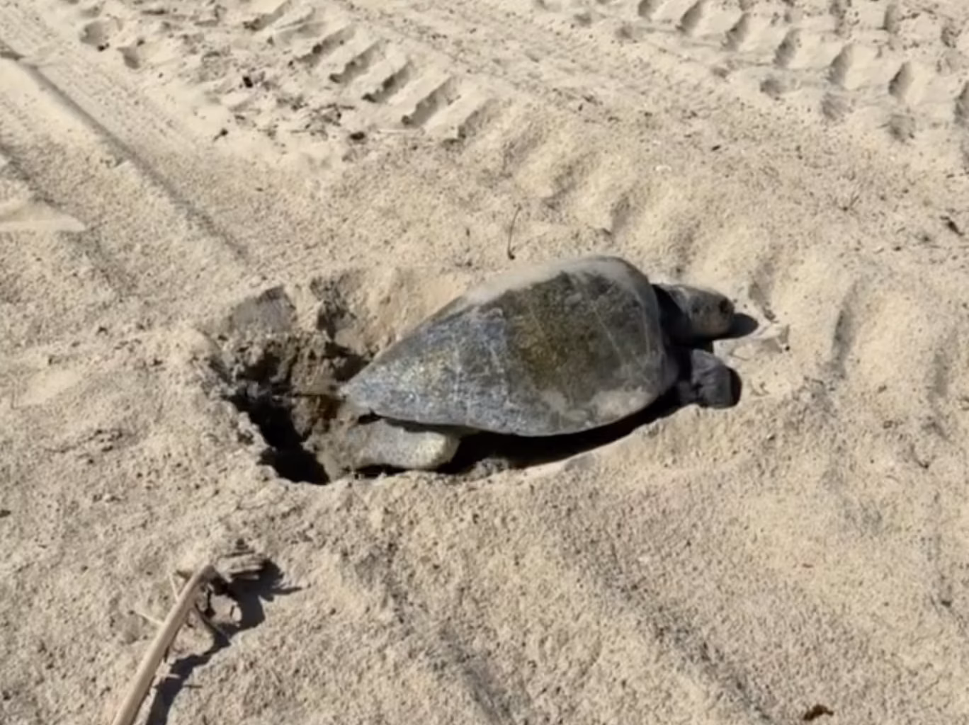 Olive ridley sea turtle nests in historic first on Southern California coast
