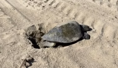 Olive ridley sea turtle nests in historic first on Southern California coast