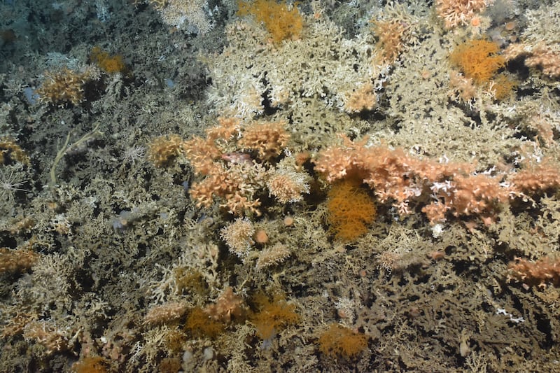 Pristine coral reef off the Porcupine Bank. Photograph: Ifremer Redecor 2026