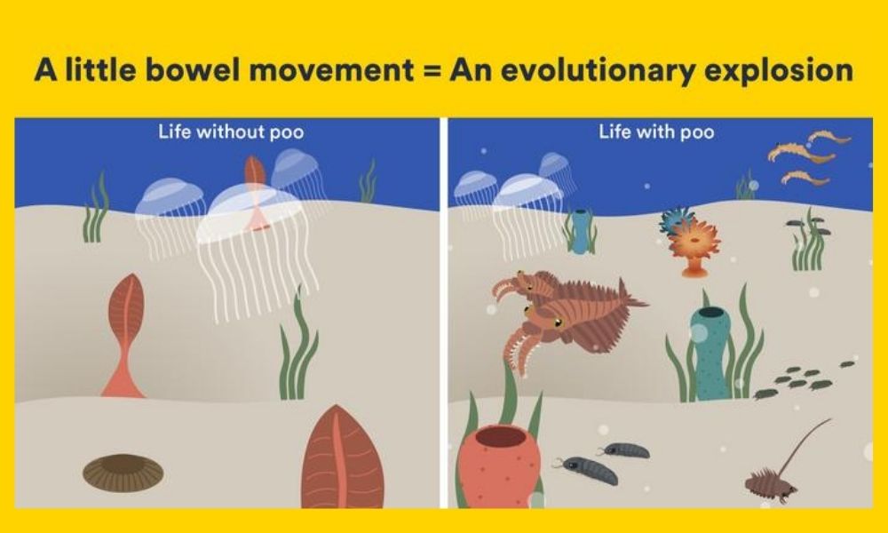 A graphic showing the biodiversity of prehistoric oceans before faecal matter and afterwards – full of animals from the Cambrian explosionA graphic showing the biodiversity of prehistoric oceans before faecal matter and afterwards – full of animals from the Cambrian explosion