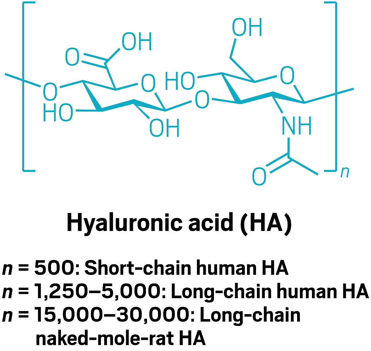 A line structure of hyaluronic acid with the number of disaccharide units listed. Fewer than 500 disaccharide units correspond to short-chain human hyaluronic acid; 1,250 to 5,000 disaccharide units correspond to long-chain human HA; 15,000 to 30,000 disaccharide units correspond to long-chain naked-mole-rat HA.