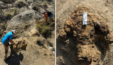 Captured Mid-Step: First Continuous Adult T. Rex Trackway Discovered in North Dakota
