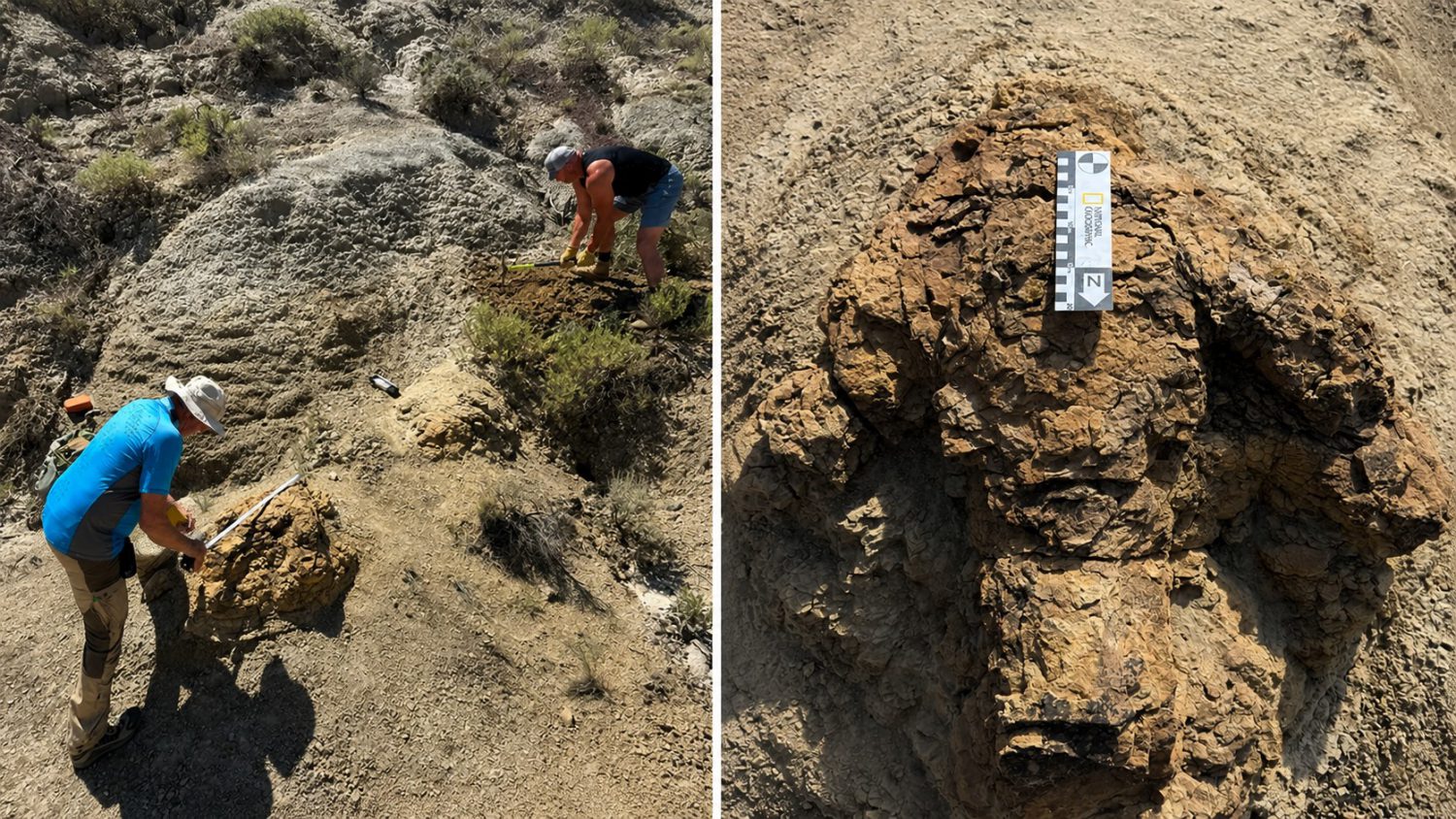 Captured Mid-Step: First Continuous Adult T. Rex Trackway Discovered in North Dakota