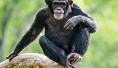Study reveals evolutionary advantage of human heel-first walking style