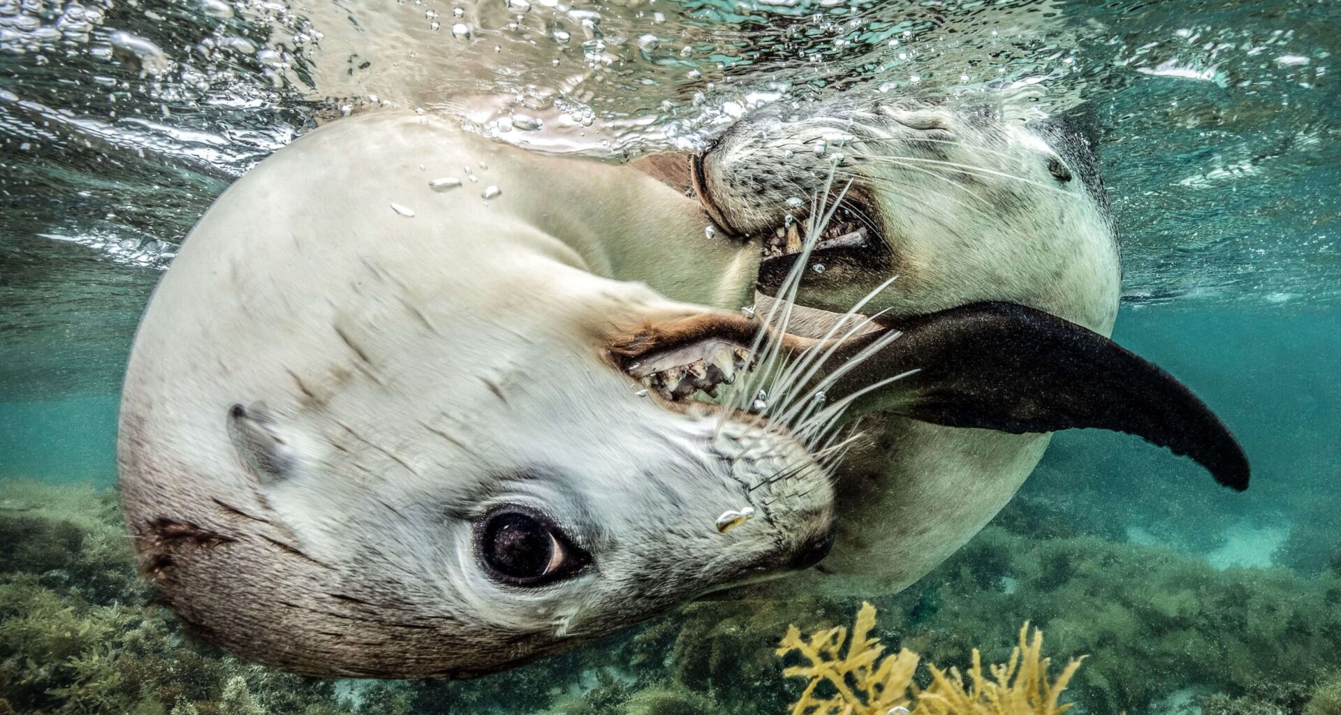 Playful sea lion pups “chased, gently nipped, and twisted around the camera, fascinated by their reflections in its curved dome port,” explains winner of prestigious ocean photography award