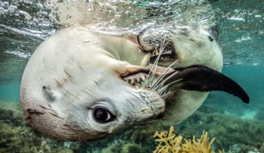Playful sea lion pups “chased, gently nipped, and twisted around the camera, fascinated by their reflections in its curved dome port,” explains winner of prestigious ocean photography award