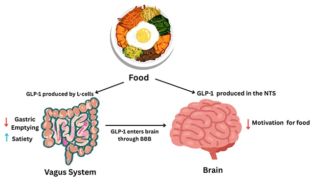 GLP-1 effects
